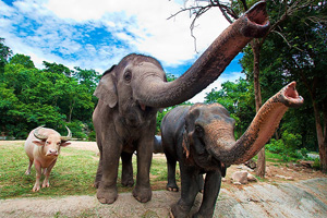 Ayothaya Elephant Camp