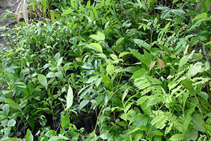 Ban Ang Herb Garden