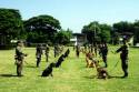 Thai War Dogs