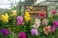Suan Phueng Orchid Garden