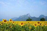 Khao Jeen Lae Sunflower Feild