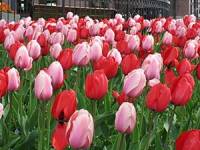Nonthaburi Tulip Garden