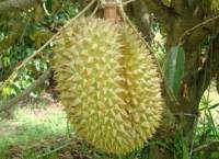 Durian Pa Sawai Orchard
