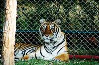 Trakanta Zoo (Tiger Park)