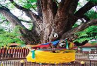 Giant Tamarind Tree