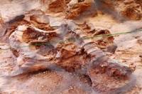 Pits Excavated Dinosaur Fossils