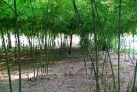 Bamboo Garden