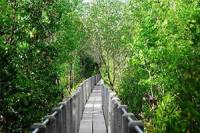 Ban Pret Nai Mangrove Forest