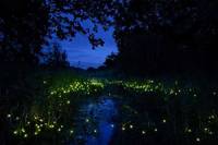 Watch the fireflies at Khlong Bang Charoen