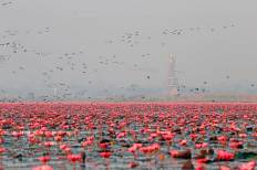 Red Lotus Sea