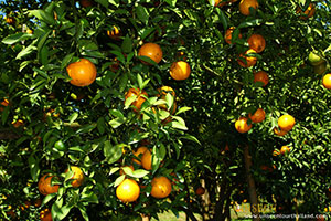 Thanatorn Orange Farm