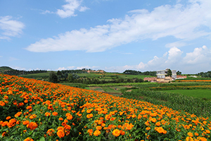 Marigold Flower Fields