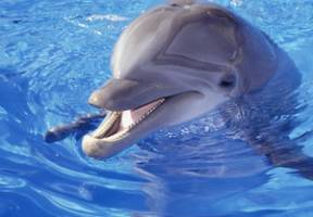 Pattaya Dolphin World and Resort
