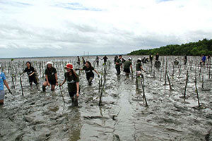 Mangrove Conservation Center