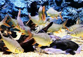 Isan Freshwater Aquarium
