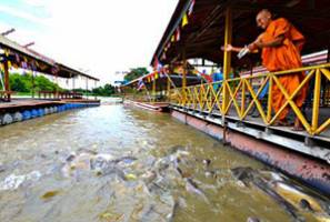 Wat Pa Phrueks Fish Sanctuary