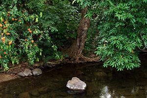 Tha Thong Watershed Forest