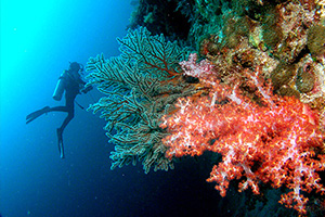 แหล่งปะการังใต้น้ำ
