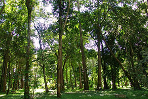 Don Yen Arboretum