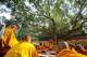 Ton Pho (Banyan Tree) at Wat Si Maha Pho