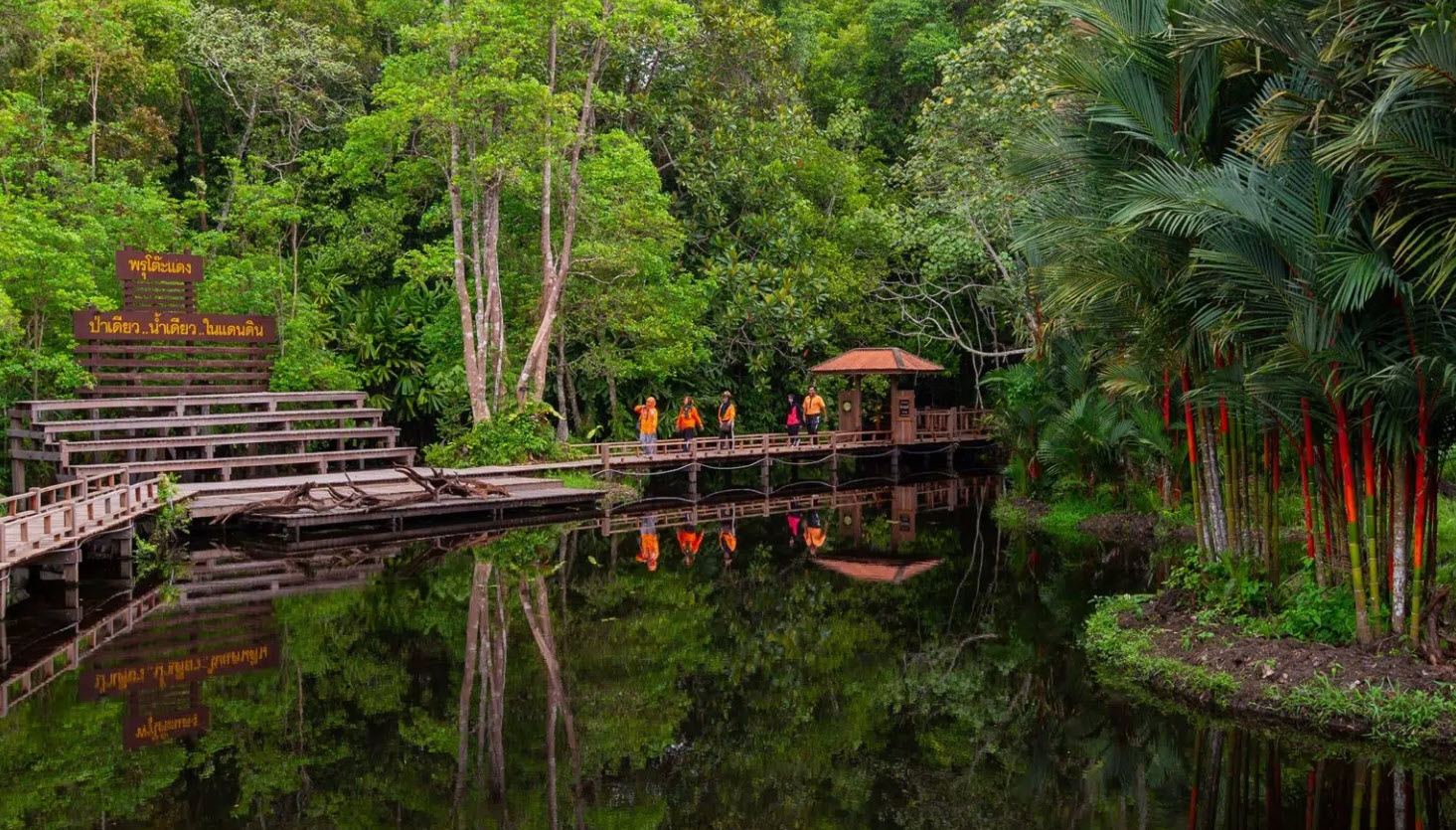 Toh Daeng Swamp Forest