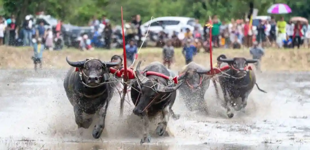 Buffalo Running Festival