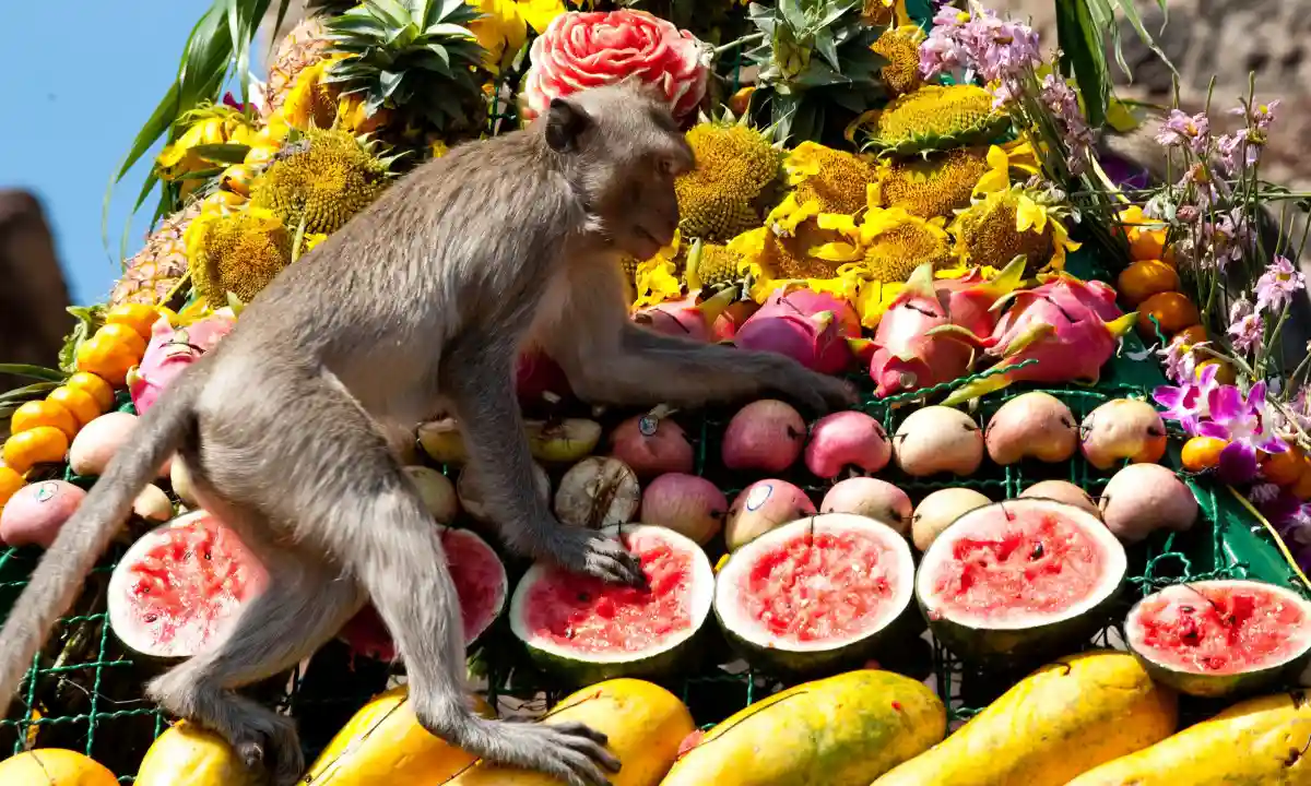 Monkey Festival